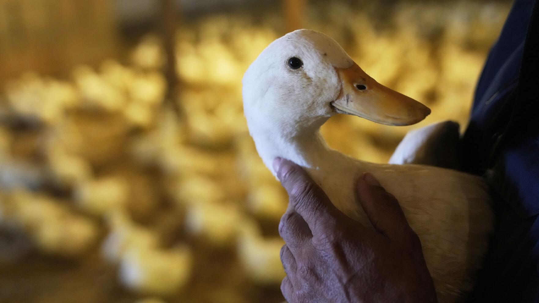 Ducks return to a Long Island farm that lost its entire flock to the bird flu